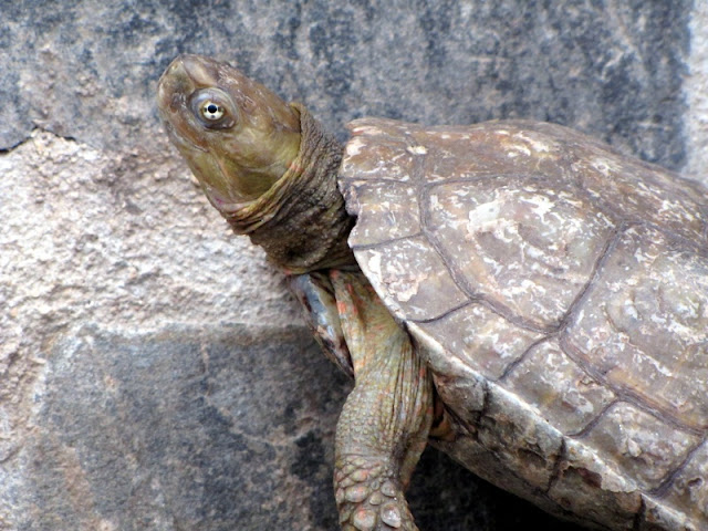 Tortuga leprosa